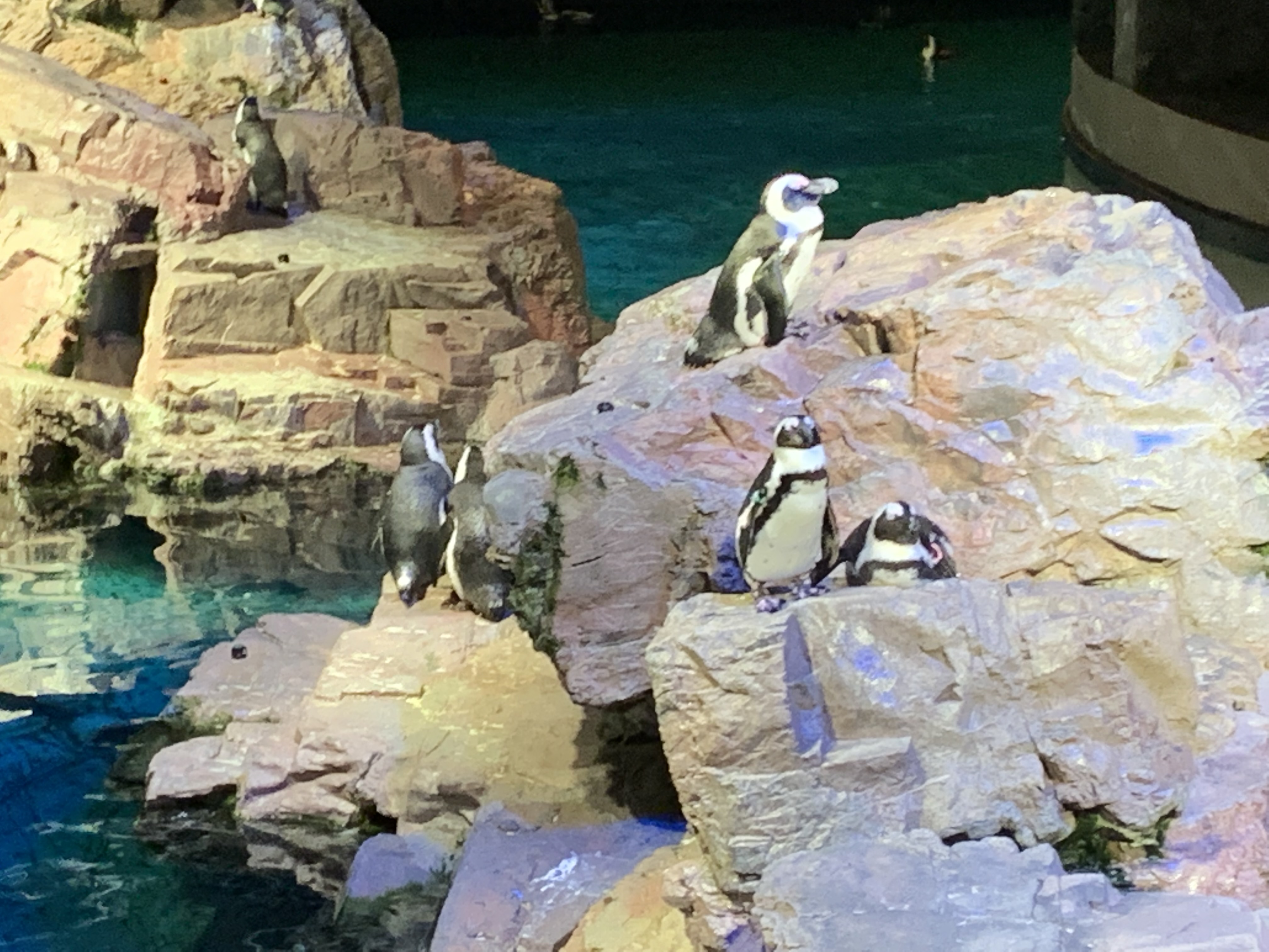 penguins